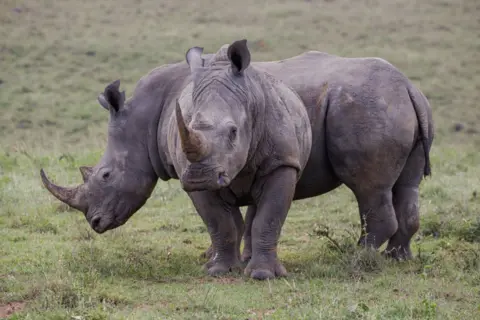 Getty Images Two black rhinos, an endangered species, are seen at the Nairobi National park. Located approximately 12km from the central business district, the Nairobi National Park is the world's only wildlife reserve located in such close proximity to a capital city.